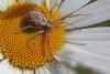 Philodromus sp.